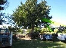 Kwikfynd Tree Management Services
karabeal